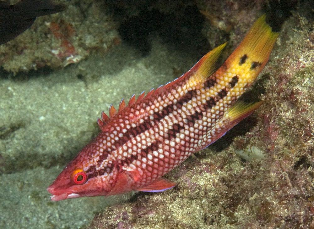 Bodianus diplotaenia